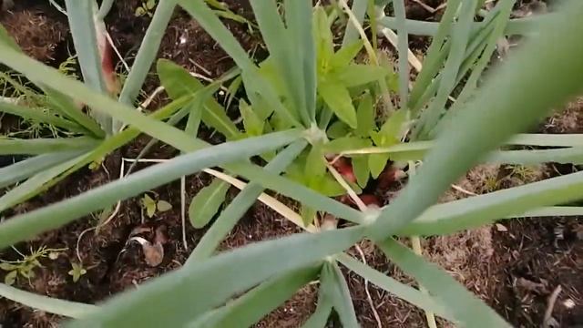 Лук шалот семейный, кудымкарский, видео 28 смотреть онлайн