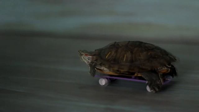 Черепашка на скейте смотреть онлайн