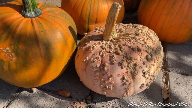 IPhone 13 Pro Vs IPhone 12 Pro Vs Galaxy S21 | Camera Showdown!