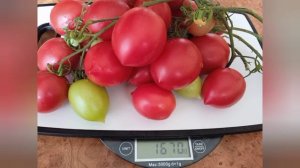 Обзор Гибрид 2 Тарасенко, Юбилейный Тарасенко, Легенда Тарасенко