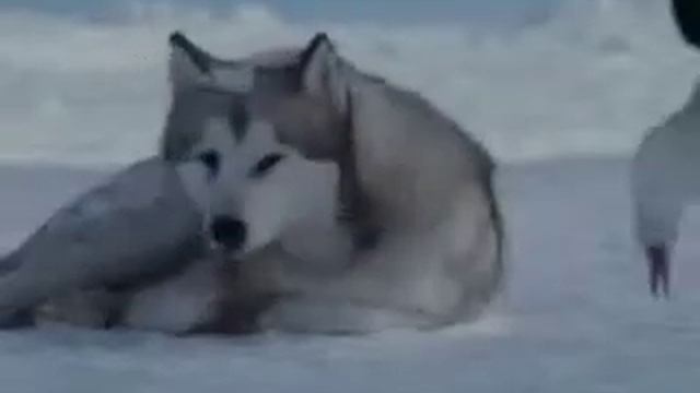 Грустные собака смотреть онлайн