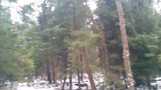 Какие растения уходят под снег зелёными? смотреть онлайн
