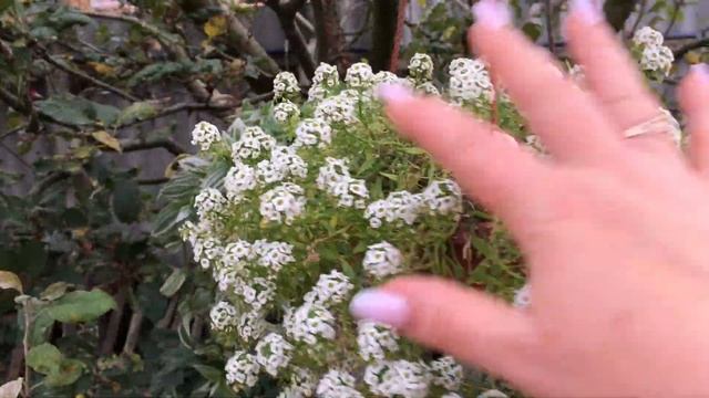 1 НОЯБРЯ2023 Г. У НАС ЕЩЁ + 23-25! ПОМОГИТЕ!ЧЕМ ОБРАБОТАТЬ МОИ ГОРШЕЧНЫЕ ЦВЕТОЧКИ ОТ ЭТИХ ВРЕДИТЕЛЕ смотреть онлайн