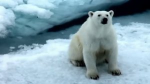 Медведь из 2026 года