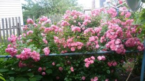 Роза Angela. Отличие флорибунд от шрабов. Часть 2.