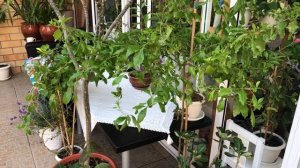 ДУРАНТА ЗАЦВЕЛА | УХОД И ЧЕРЕНКОВАНИЕ