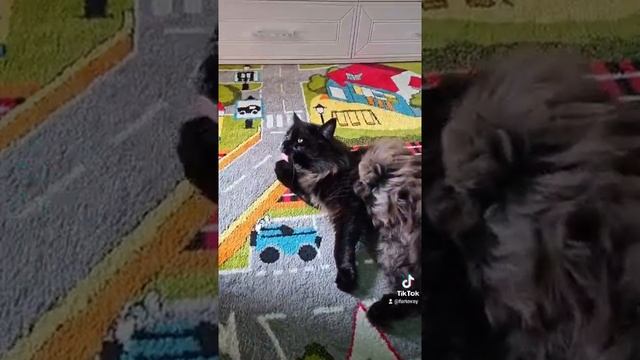 Зверюга мэйкун Бакс смотреть онлайн