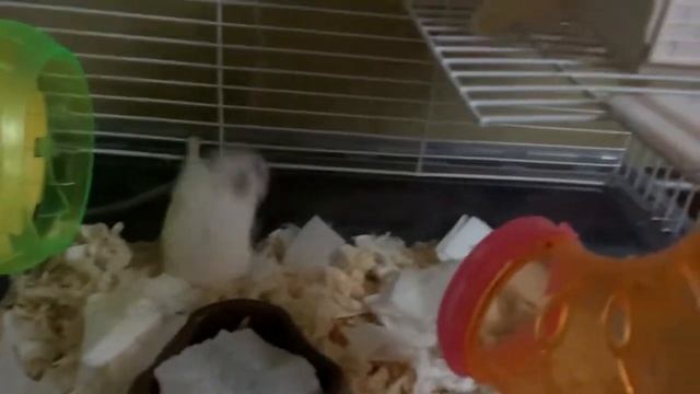 Джунгарский #хомячок астрОнавт на утренней разминки смотреть онлайн