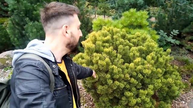 ЯПОНСКИЙ САД Горная сосна идеальное растение для ленивого сада смотреть онлайн
