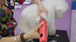 Стрижка бишон - фризе. Бреем пах и лапы. Гигиеническая стрижка