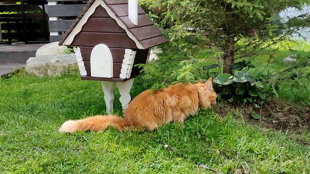 Мейн кун аршанский кот смотреть онлайн