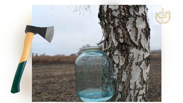 Грибные победы