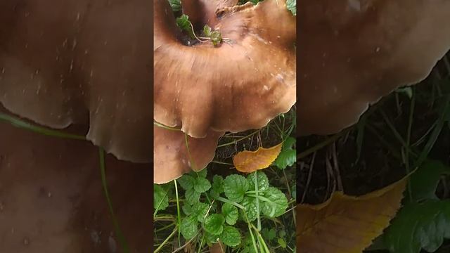 Шляпки грибов как медузы смотреть онлайн