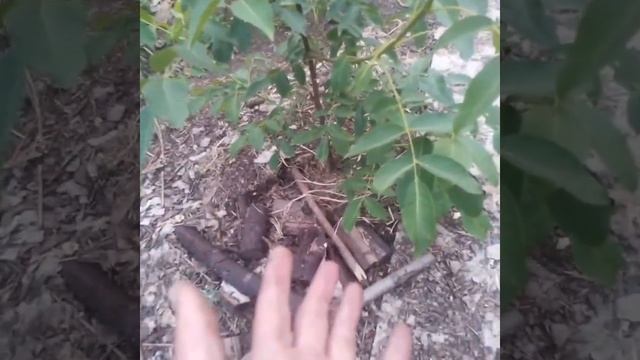 Почему заболели деревья и как их лечить! смотреть онлайн