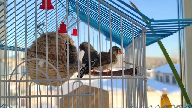 Зебровые амадины строят гнездо смотреть онлайн