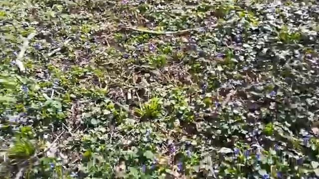 #violaodorata / Очаровательная душистая лесная фиалка(лат.viola odorata). Прогулка по весеннему лес смотреть онлайн