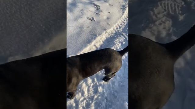 Гулена❤️#tttt #cane #канекорсо #canecorso #canecorsoitaliano #канекорсоитальяно смотреть онлайн