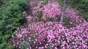 Однолетняя розовая гипсофила.