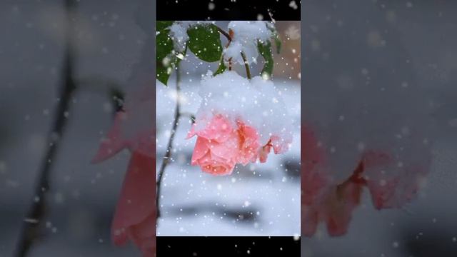 Алексей Глызин - Зимний сад смотреть онлайн