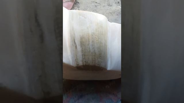 giant clam golden perl смотреть онлайн