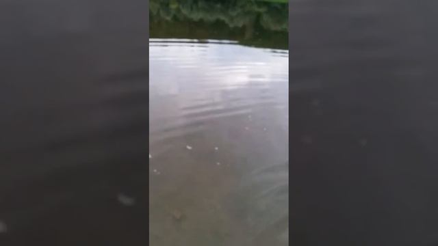 Отпускайте добычу если есть у Вас что поесть)), Вам зачтется!))))) смотреть онлайн