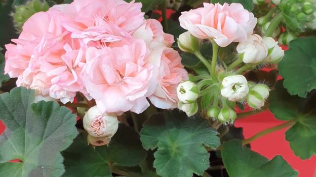 Pelargonijos (Pelargonium) смотреть онлайн