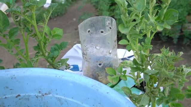 Why do potatoes grow in bags of soil have so many tubers? Here is the answer смотреть онлайн