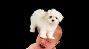 Жестокость собак. СОБАКА ТРАХНУЛА МЛАДЕНЦА БЕСПЛАТНО И БЕЗ СМС!!!