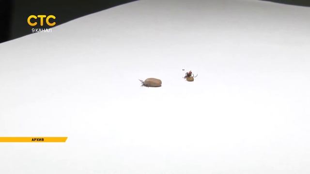 Клещи в Кирове смотреть онлайн