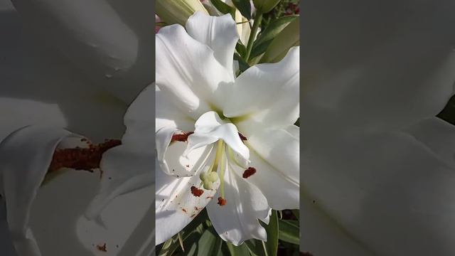 чаріні квіточки які як з казки смотреть онлайн