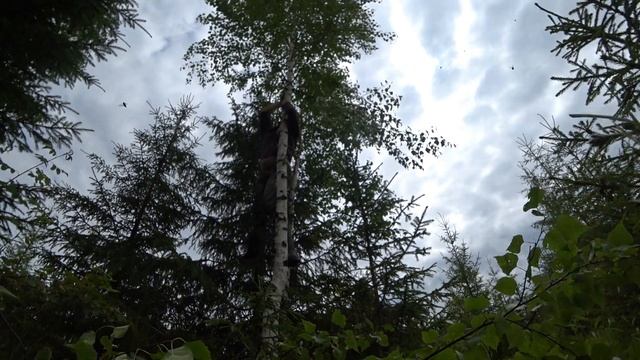 Правильные банные веники. И простые радости жизни. смотреть онлайн