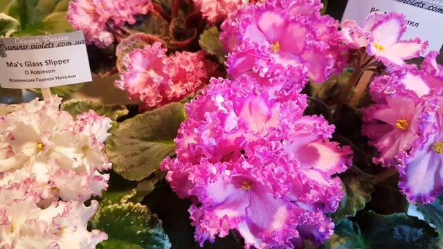 Выставка фиалок в Киеве. Август 2021 смотреть онлайн