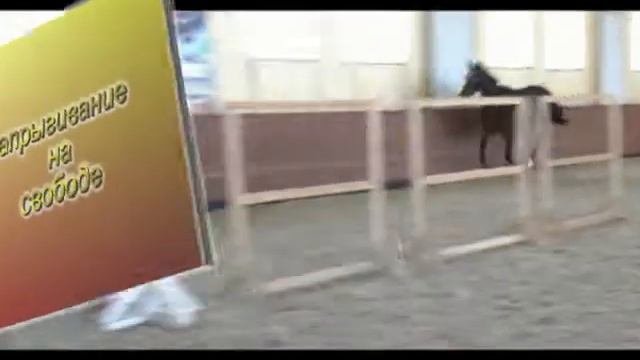 Олимпиада видео на свободе, напрыгивание, экстерьер. Продаётся! смотреть онлайн