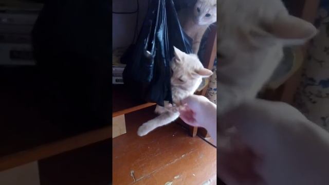 мой любимый кот филипп петрович у меня дома смотреть онлайн