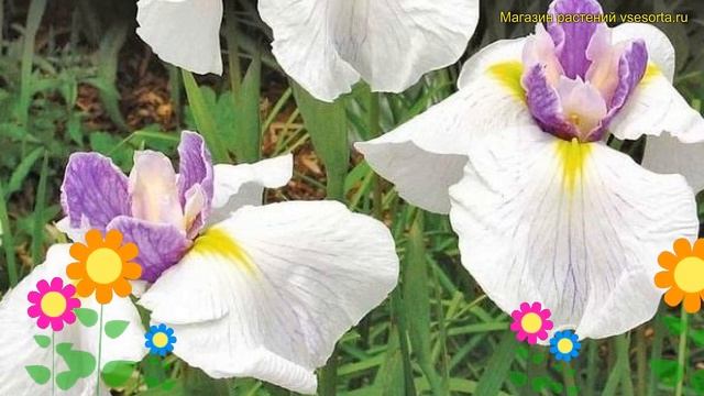 Ирис японский Квинс Тиара. Краткий обзор, описание характеристик Iris Ensata Queens Tiara