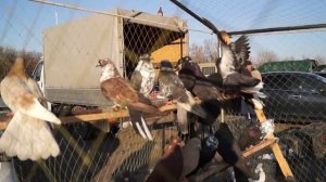 ЯРМАРКА ГОЛУБЕЙ В ОРЛЕ. часть 2