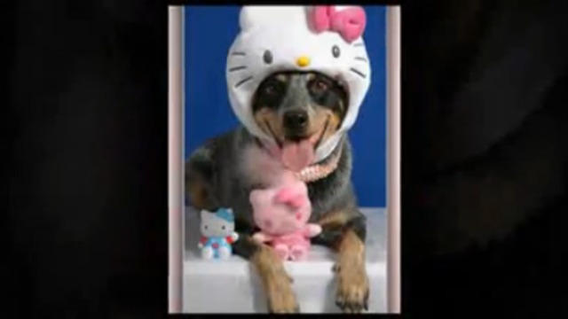 Топ-10 переодетых собак смотреть онлайн