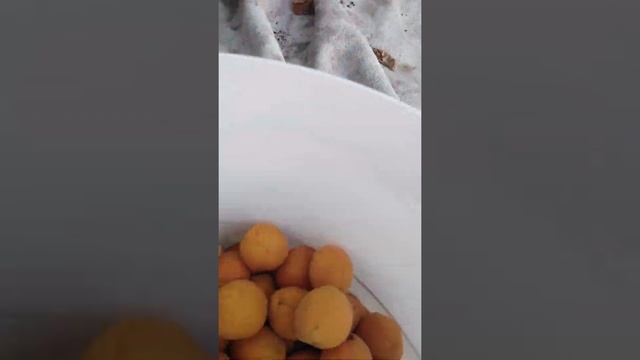 Сбор абрикосов на даче. Выросли из косточки три дерева смотреть онлайн