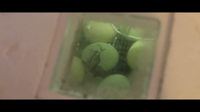 l ИНКУБАЦИЯ l 23 СУТКИ l КУРЫ ч4 l УХЕЙИЛЮЙ ВЫЛУПЛЯЕТСЯ l смотреть онлайн