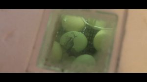 l ИНКУБАЦИЯ l 23 СУТКИ l КУРЫ ч4 l УХЕЙИЛЮЙ ВЫЛУПЛЯЕТСЯ l