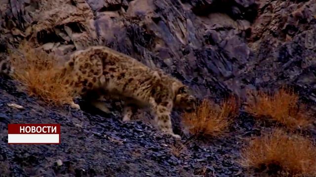 Снежный барс