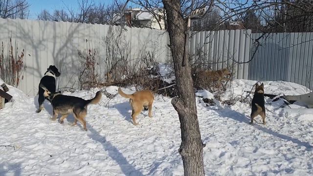 Безнадзорные животные смотреть онлайн