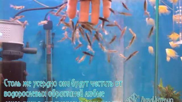 Купить гарру руфа в АкваИнтерио