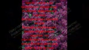 Алиссум морской или лобулярия морская или бурачок