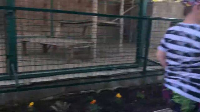 Игры со львами Бердянский зоопарк смотреть онлайн