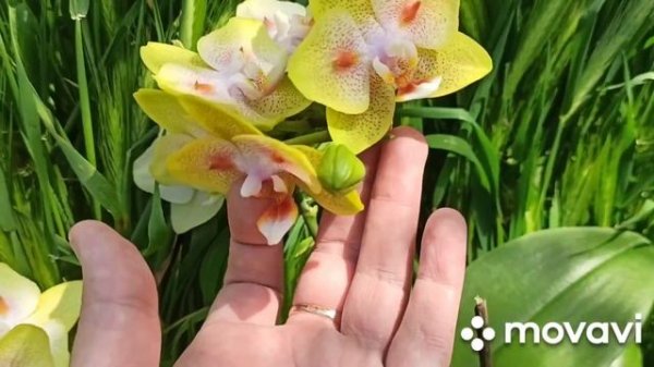 Орхидея бабочка ??♂️? Phal. Yaphone Green Batman(= Brother Sara Gold ×Chiada Spark)
