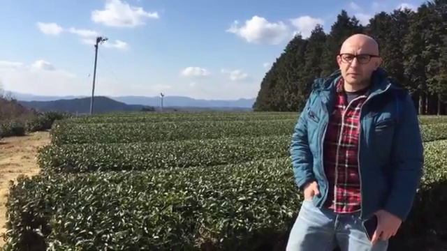 На плантации японского чая Цутиямача в префектуре Сига, Япония смотреть онлайн