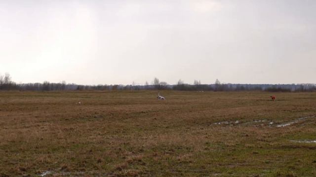 ИСТОРИЯ ЛЮБВИ ЭВР БЫСТРЫЙ (к) и ИСТОРИЯ ЛЮБВИ ПЕТЕРБУРГ БЬЮТИФУЛ (б) ЧРКФ по курсингу Ярославль 202 смотреть онлайн