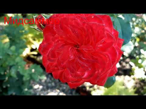 Работа над ошибками смотреть онлайн