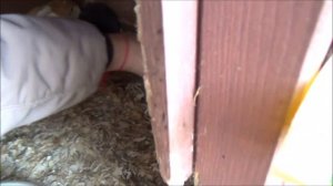 Разведение кроликов. Декоративные карликовые кролики, породы кроликов